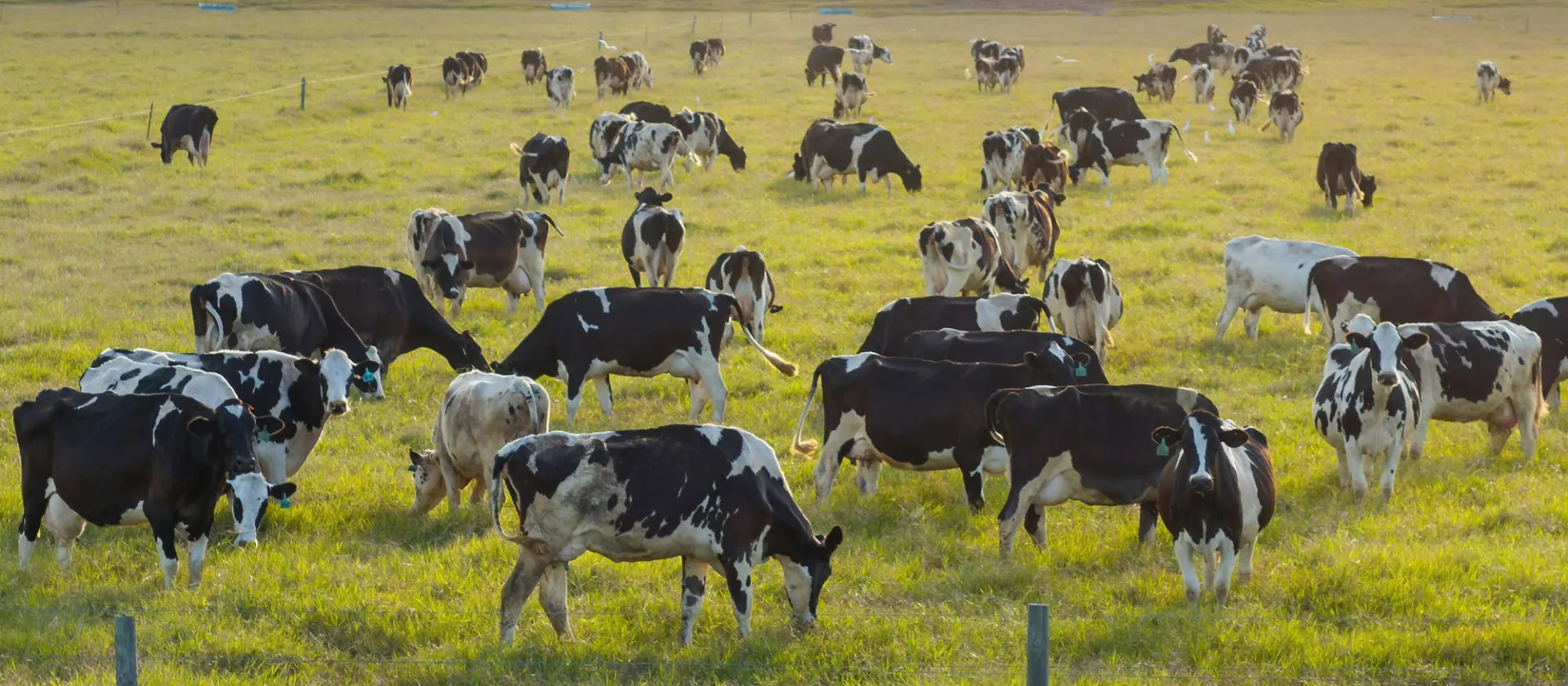 2025-04-07-mgs-news-hero-fonterra-selects-msg-global