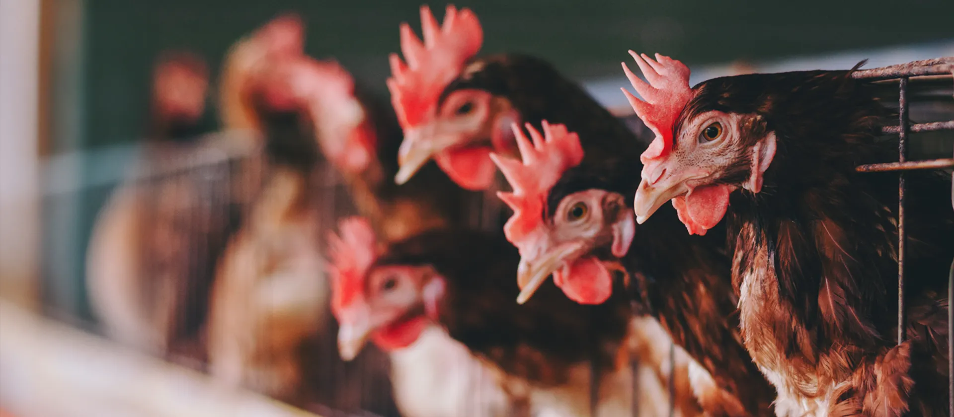 2024-05-16-blog-hero-cycle-based-poultry-production-1920-840