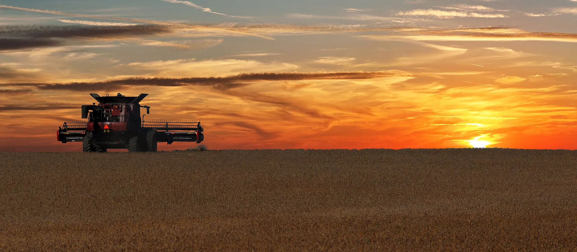 Modern combine harvester working in a wheat field at sunset, showcasing large‑scale agricultural grain harvesting