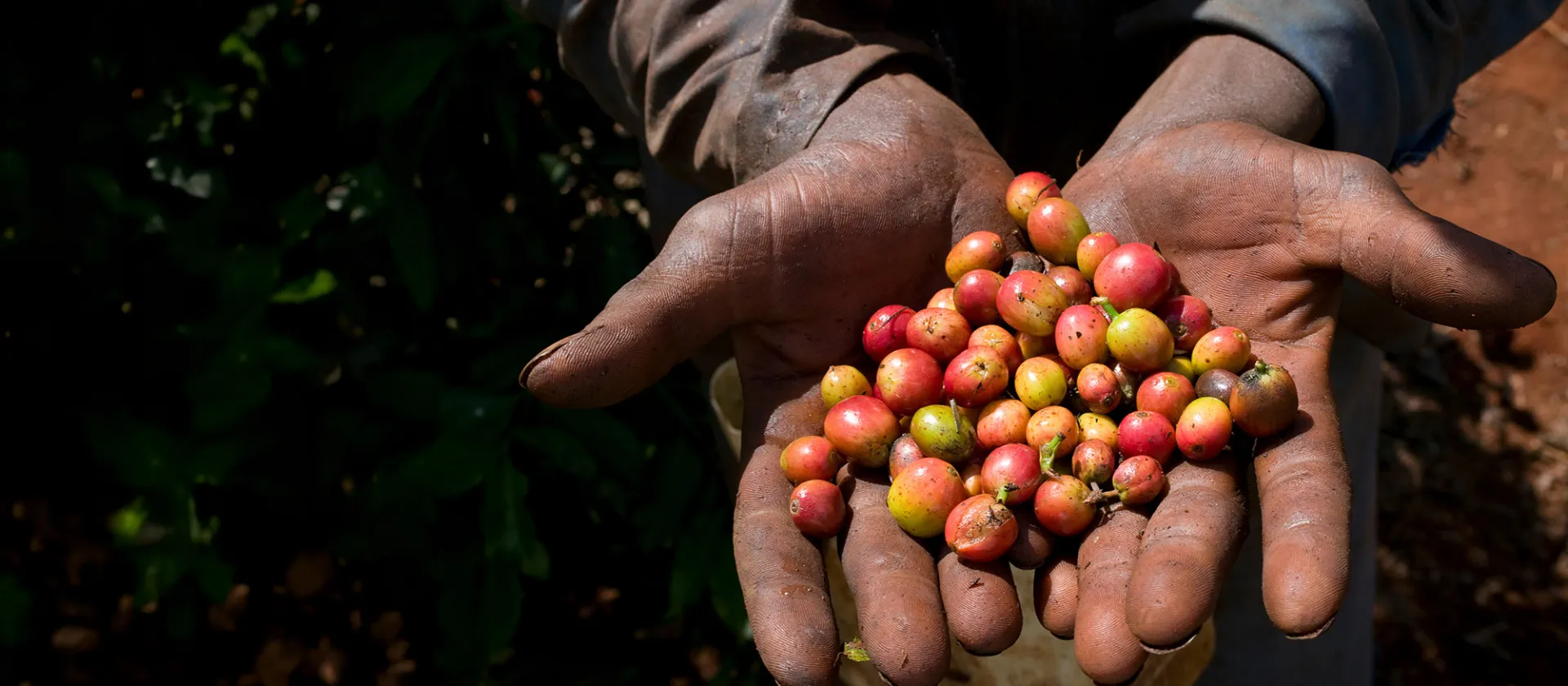 Farmer’s hands holding freshly harvested coffee cherries, symbolizing sustainable and traceable farming practices with SAP Rural Sourcing Management