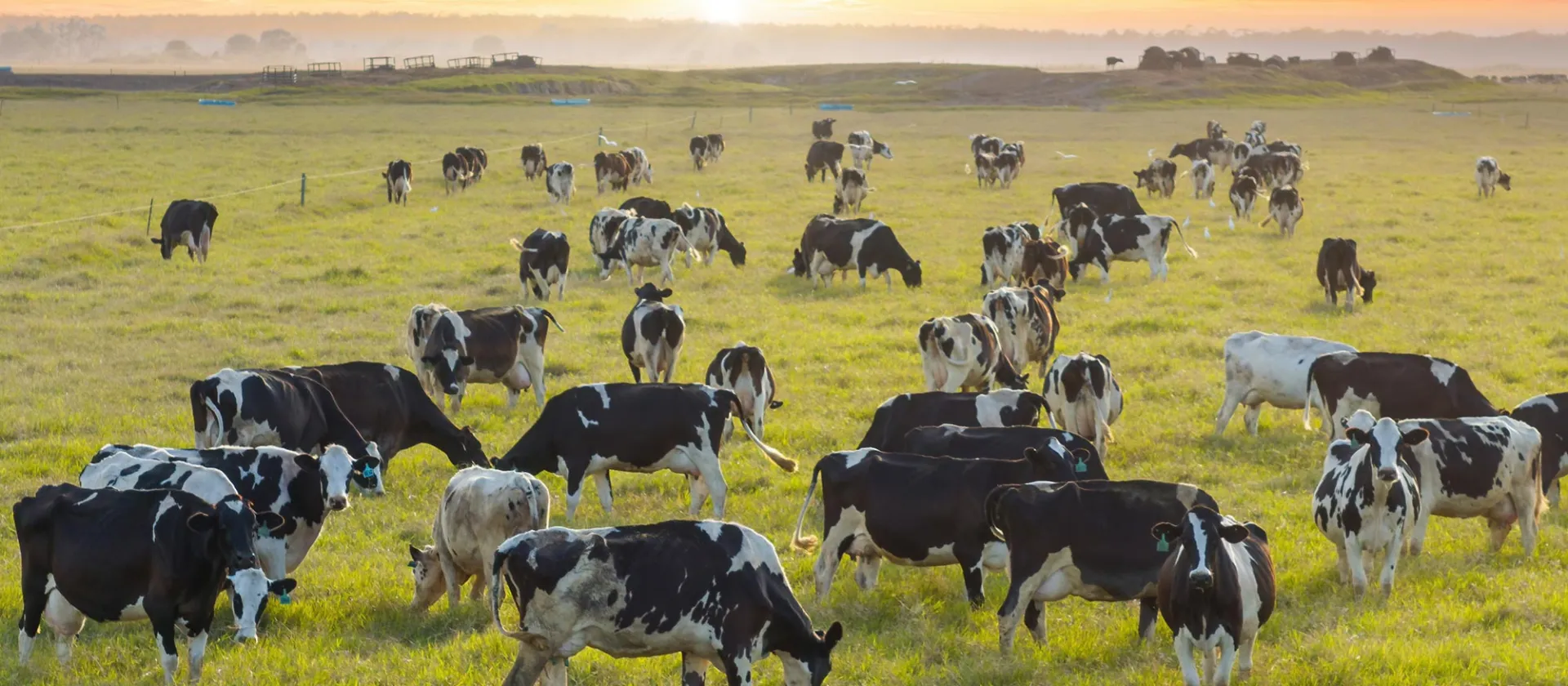 Herd of dairy cows grazing in a green pasture at sunset, with warm light and misty horizon in the background.