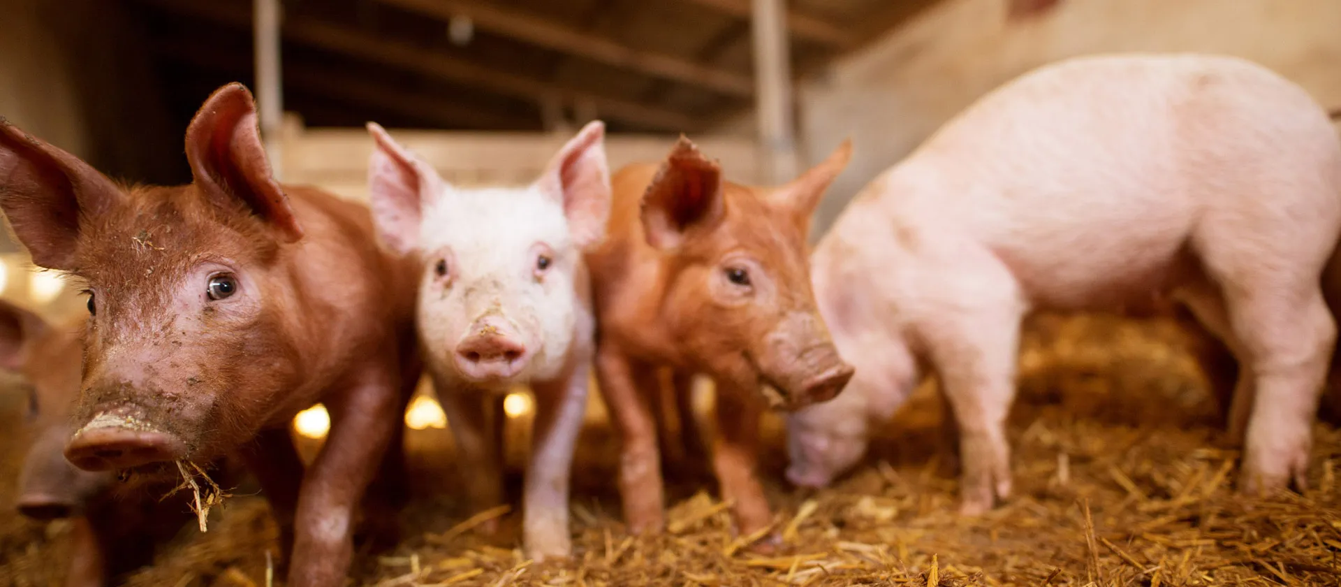 2025-05-02-blog-hero-maximize-meat-production-1920x840