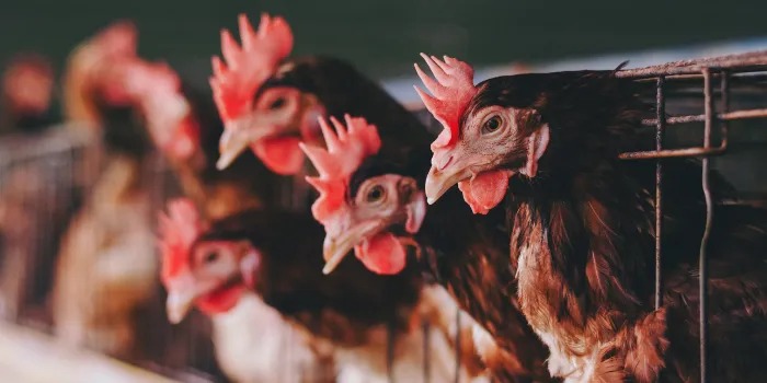 Cycle based poultry production