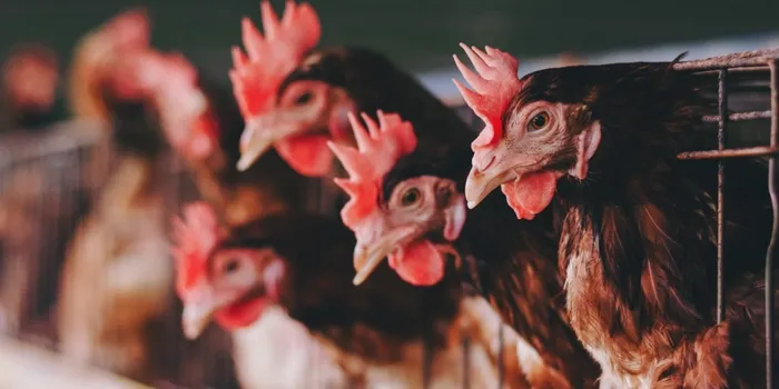 Cycle based poultry production