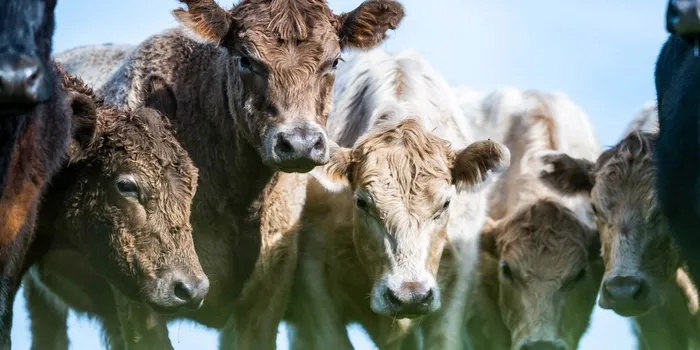 Integrated business planning for beef production