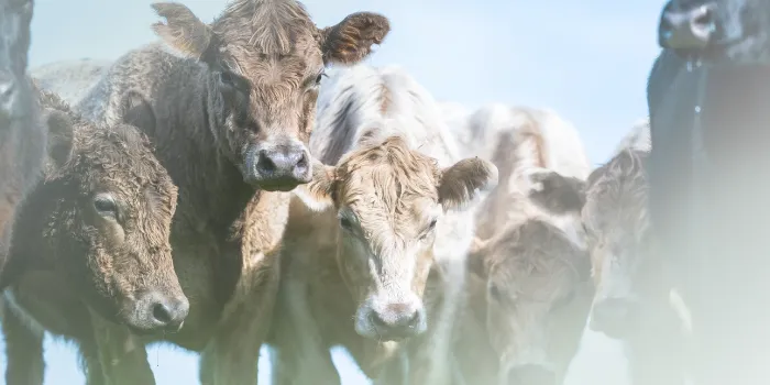 2024-12-12-blog-teaser-cycle-based-beef-production