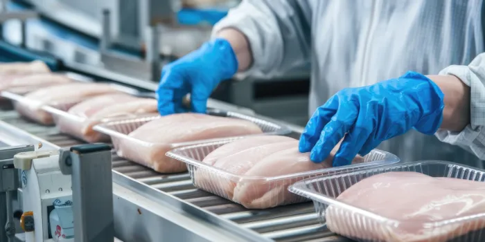 Worker in blue gloves packaging raw chicken breasts in plastic trays on a food processing production line